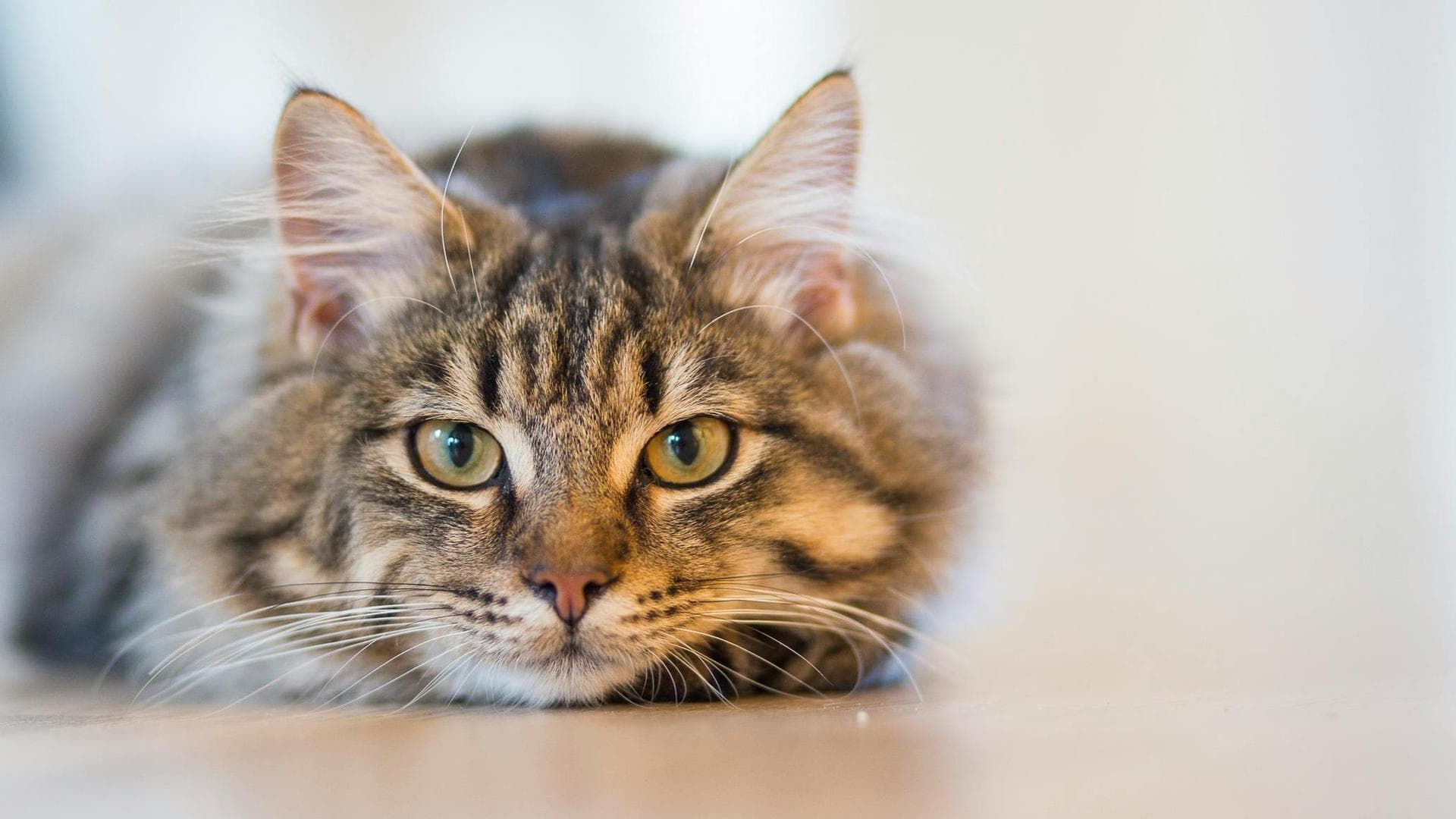 Dog & Cat Vets in Washington